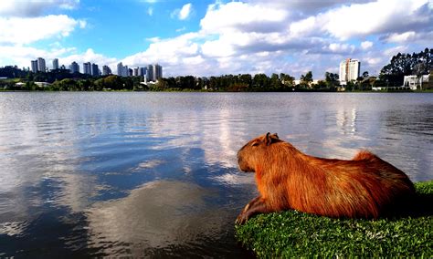 Parque Barigui Chapinha Na Mala