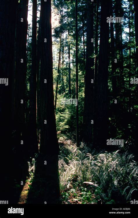 Macmillan Provincial Park British Columbia Canada Stock Photo Alamy