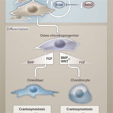 The Balance Of Fgfr And Wnt And Bmp Signaling Controls Chondrocyte