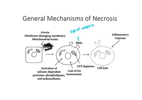 Mechanisms Of Toxicity Ii Flashcards Quizlet