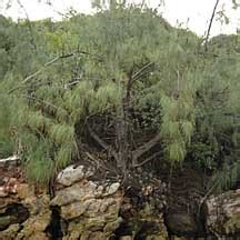 Rhu Tree Casuarina Equisetifolia On The Shores Of Singapore