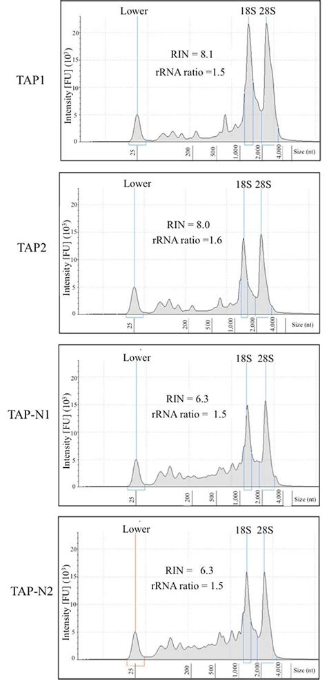 Electropherograms Of Rna Isolated From Log Phase Cells Tap And Oil