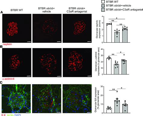 C Ar Antagonist Limits Podocyte Dysfunction In Btbr Ob Ob Mice