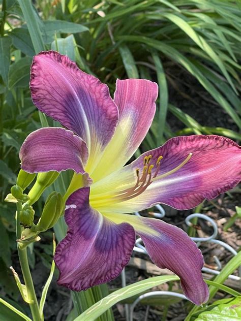 Daylily Hemerocallis Blue Rondo Ala Turk In The Daylilies Database