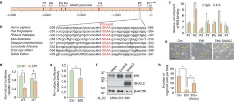 Elf5 Binds To The SNAI2 Promoter And Represses Its Expression