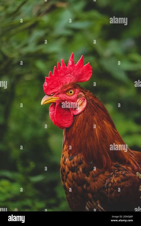 Male Country Chicken Rooster Closeup On Green Nature Background. Red ...