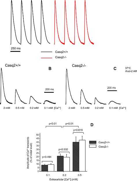 Figure 1 From Calsequestrin 2 Deletion Shortens The Refractoriness Of