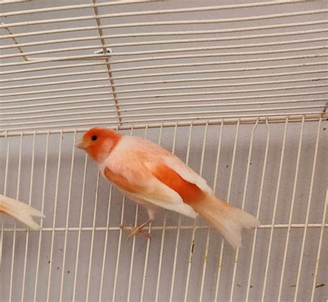 Nice canaries for sale | Birds for Rehoming | Edmonton | Kijiji