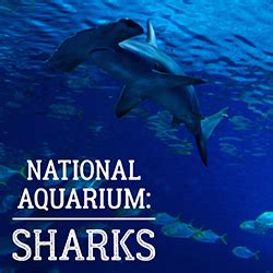 National Aquarium: Sharks! | Carroll County Public Library