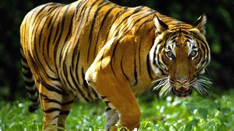 Southeast Asian Tigers Defy Extinction Despite Parts Trade