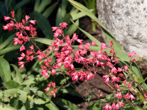 Heuchera brizoïdes ou sanguinea Heuchère brizoïdes Pluie de feu ou