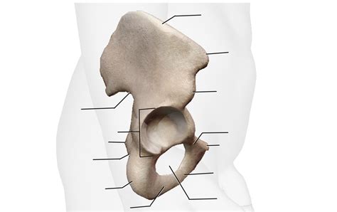 lateral view pelvis diagram quizlet