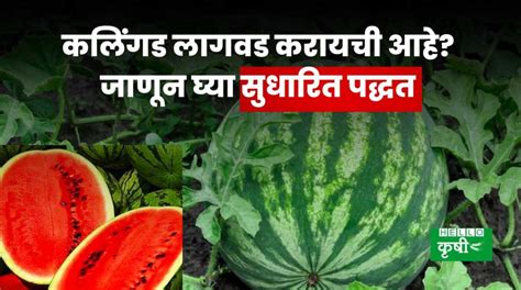 Watermelon Cultivation कलिंगड लागवड करायची आहे जाणून घ्या सुधारित पद्धत Hello Krushi