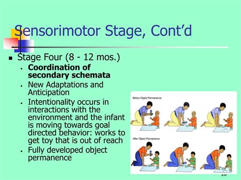 What Is Sensorimotor Stage