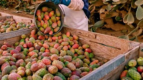 Tak Banyak Yang Tahu Buah Kaktus Ternyata Bisa Di Makan Rasanya