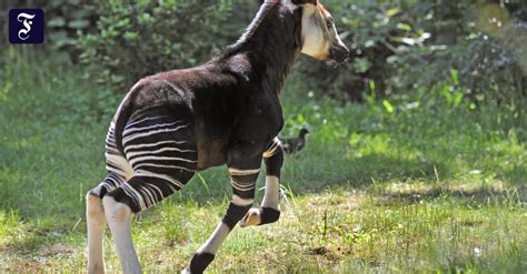 Frankfurter Zoo Okapi Junges Erstmals Auf Erkundungstour