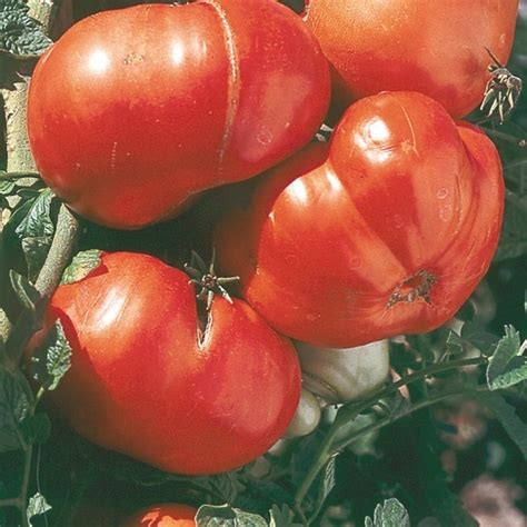 Graines Potag Res Tomate C Telee Russe Rouge Solanum Lycopersicum