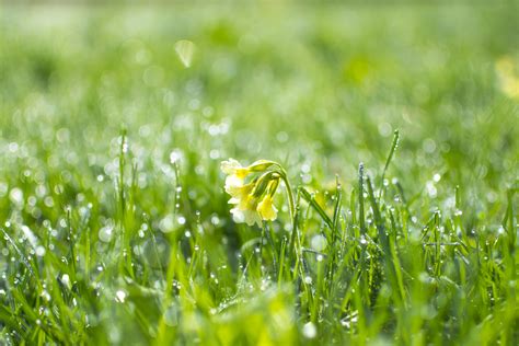 Free Images Water Nature Dew Field Lawn Meadow Prairie Sunlight Leaf Flower Wet