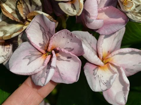 Frangipani Mosaic Virus In Plumeria