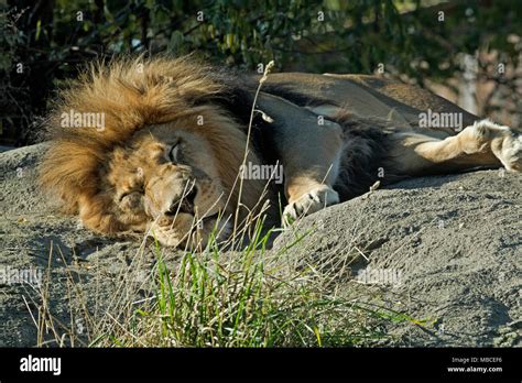 Lion enclosure zoo hi-res stock photography and images - Alamy