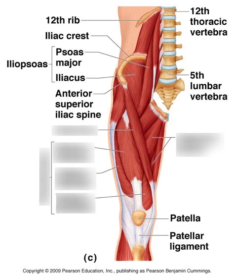 Lower Limb Anterior Diagram Quizlet