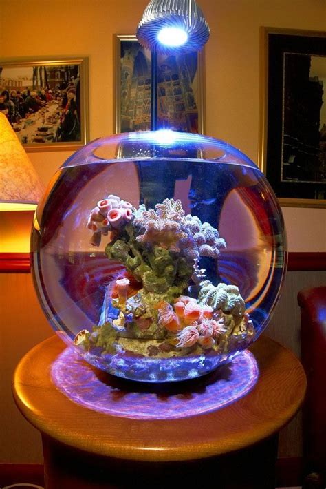 Fish Bowl Fish Bowl Ideas Terrarium Ideas Fish Taco Bowl Beta