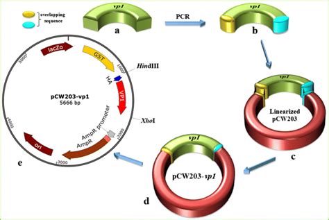 Construction Of Pcw203 Vp1 Plasmid A Amplification Of Download