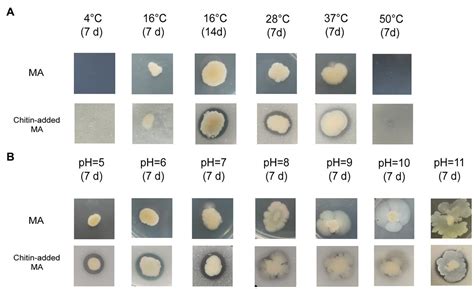 Frontiers Genomic Analysis And Chitinase Characterization Of Vibrio