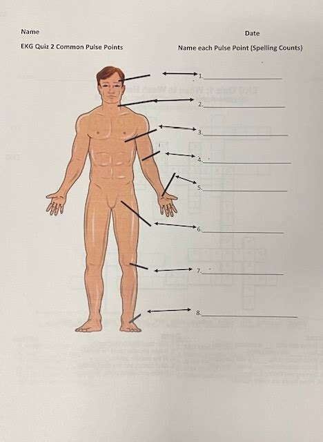 COMMON PULSE POINTS Diagram Quizlet