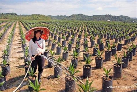 Faktor Pertanian Kelapa Sawit Diane White