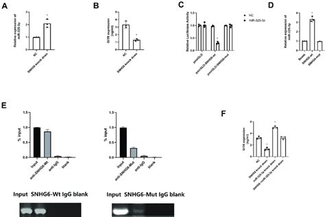 SNHG6 Negatively Regulates MiR 325 3p In Vitro A MiR 325 3p