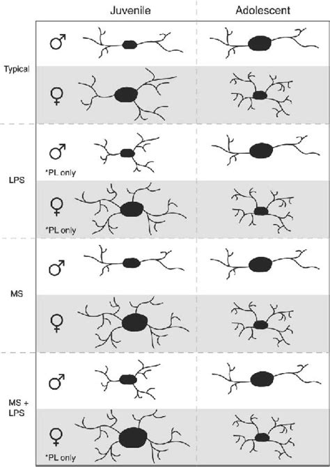 Figure 6 From Sex Differences In Prefrontal Cortex Microglia Morphology