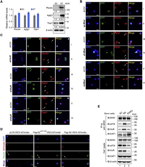 A Translation Activating Function Of Miwi Pirna During Mouse