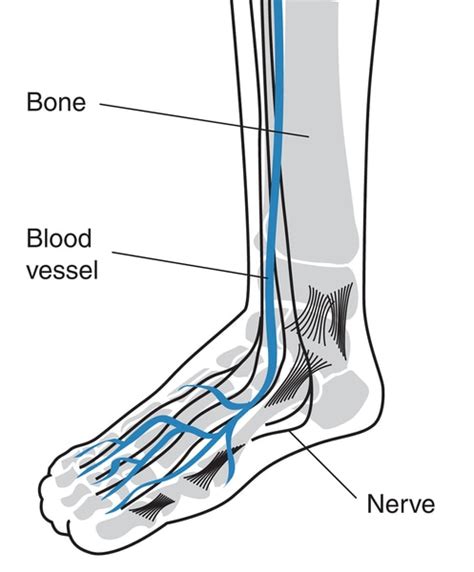 Foot With Labels For The Blood Vessels Bones And Nerves Media Asset