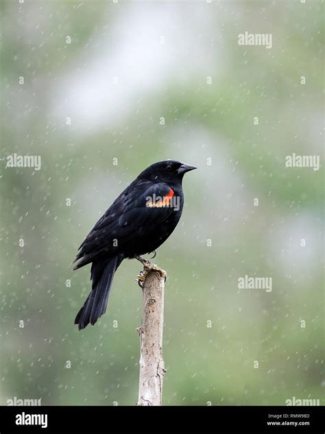 A Male Red Winged Blackbird Agelaius Phoeniceus Perches On A Tree