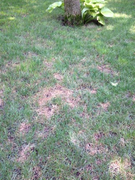 How To Treat Brown Spots In Lawn / How To Bring Your Lawn Back To Life ...