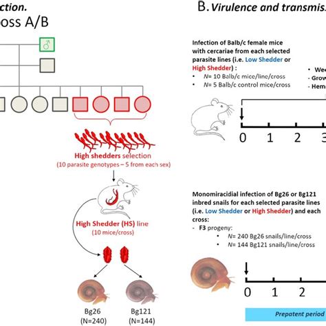 Outline Of The Parasite Genetic Crosses And The Timeline Of Life Download Scientific Diagram