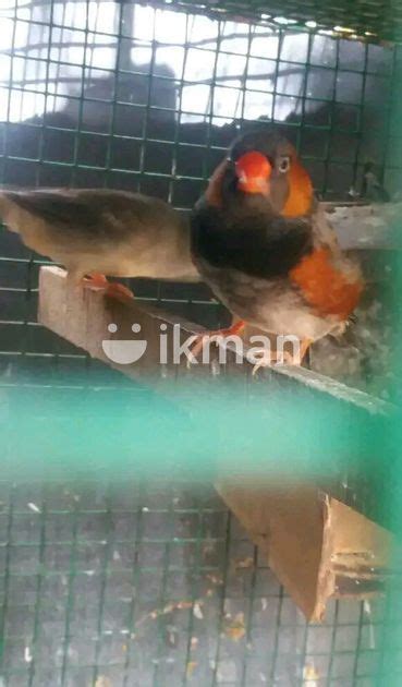 2 B Finches Bird In Jaffna City Ikman