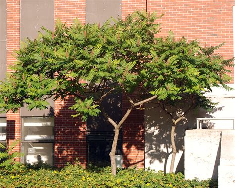 Rhus typhina | Landscape Plants | Oregon State University