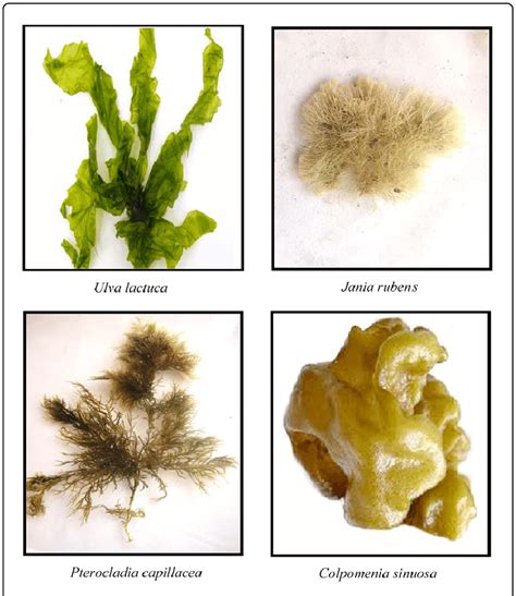 Collected Marine Macroalgal Species Download Scientific Diagram