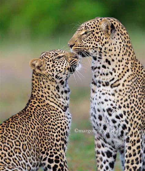 Two Cheetah Cubs Playing With Each Other In The Grass