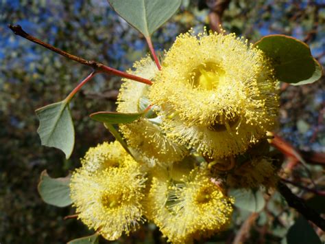 Eucalyptus Orbifolia Round Leaf Mallee Gardening With Angus