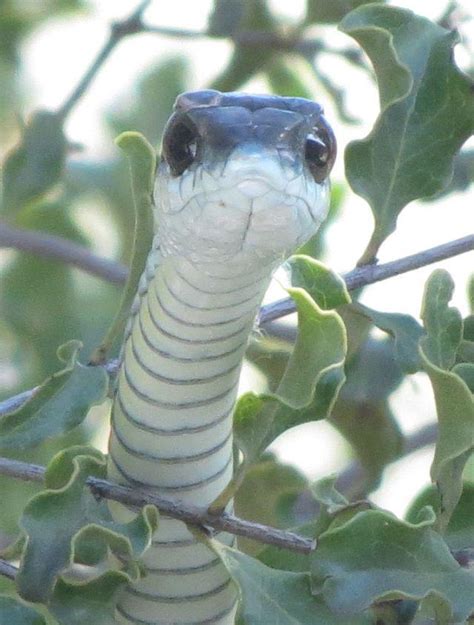 Common Boomslang (freshwater bioblitz) · iNaturalist