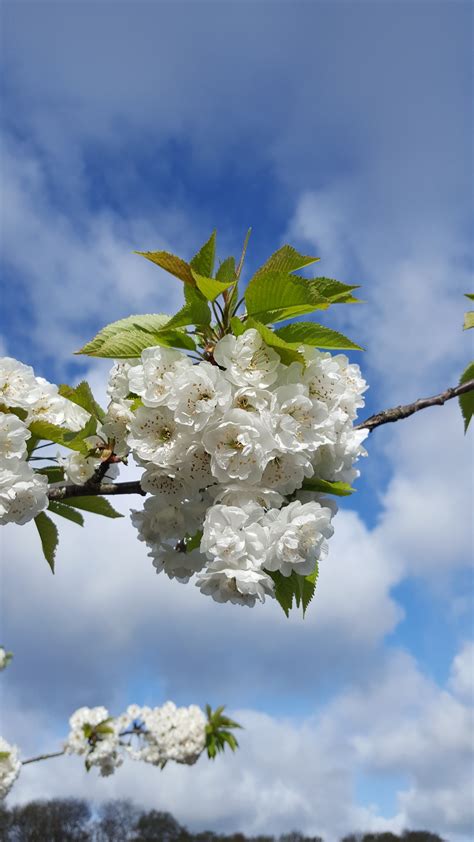 Prunus Avium 12 Litre Stewarts Garden Centre