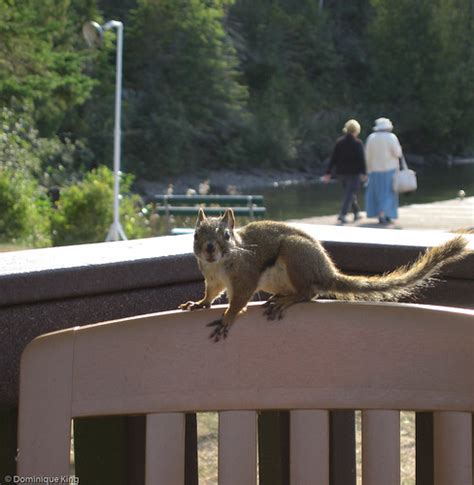 Wildlife at Isle Royale National Park - Midwest Guest