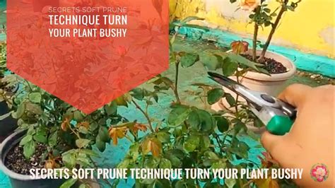 🔥🔥secrets Soft Prune Technique Turn Your Plant Bushy Soft Prune Rose