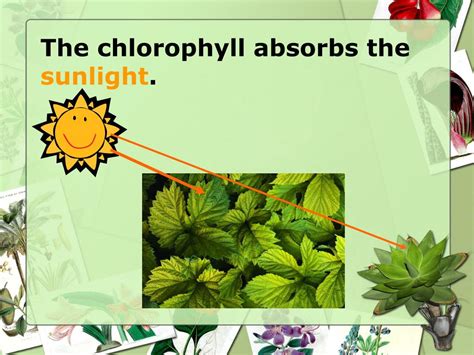 The Absorption Of Chlorophyll Worksheet