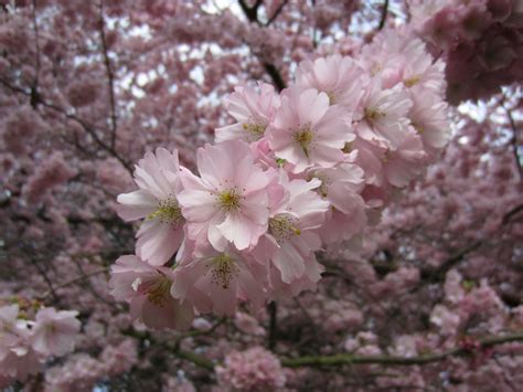 images branch wood flower petal food spring produce pink