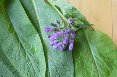 Healing With Comfrey And How To Use Comfrey