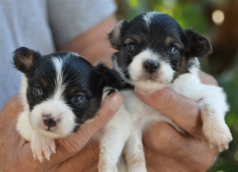 Roads End Papillons 3 Weeks Old Papillon Puppies